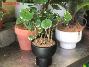 福祿桐開花